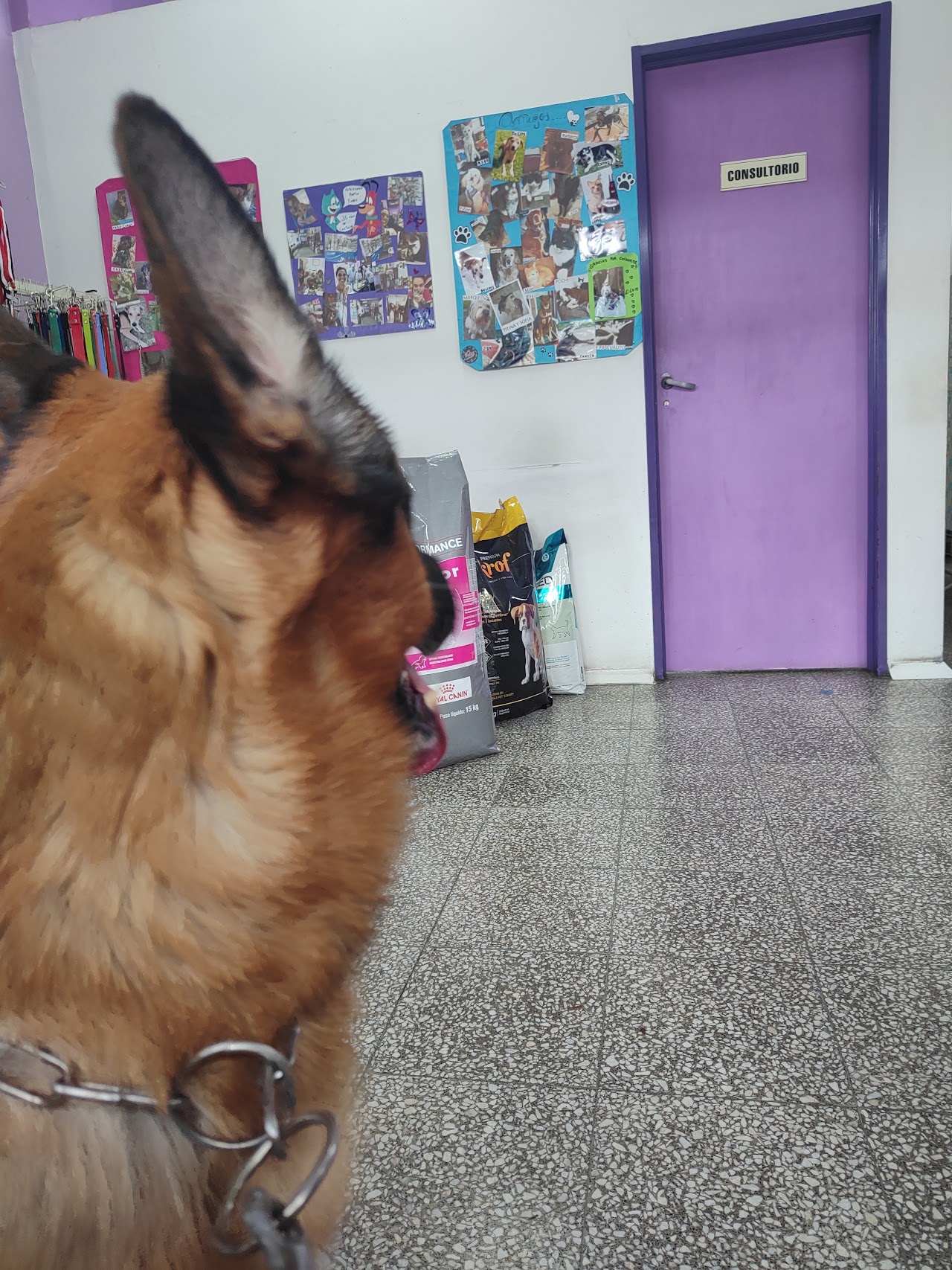 Veterinaria y perro Golden Retriever feliz en la mesa de examen